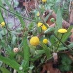 Cotula coronopifolia 花