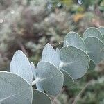 Eucalyptus pulverulenta Blad