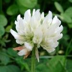 Trifolium repens Květ