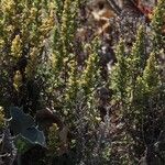 Artemisia caerulescens Hoja