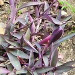 Tradescantia pallidaHostoa