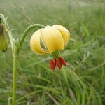 Lilium pyrenaicum Flor