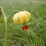 Lilium pyrenaicum Кветка