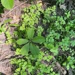 Chaerophyllum procumbens Blatt