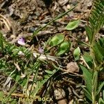 Vicia cassubica Natur