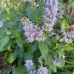 Agastache foeniculum花