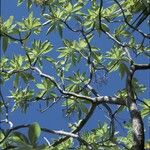 Heliotropium arboreum Habit
