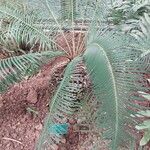 Cycas panzhihuaensis 葉