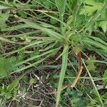 Tragopogon pratensis Foglia