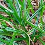 Carex sylvatica Blatt