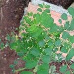 Phyllanthus tenellus Leaf