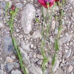 Linum grandiflorum Habitus