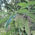 Hernandia cordigera Leaf