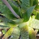 Aloe maculataFuelha