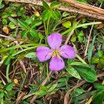 Dissotis rotundifolia Flors