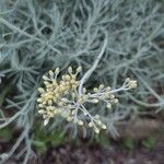 Helichrysum italicum Цветок
