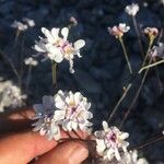 Iberis linifolia Bloem