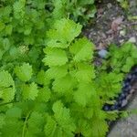 Sanguisorba minorFulla