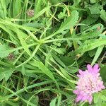 Scabiosa atropurpurea Feuille