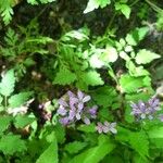 Cardamine chelidonia Blüte