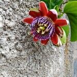 Passiflora quadrangularis ফুল