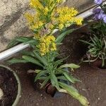 Solidago chilensis Flor