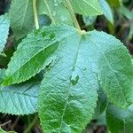 Passiflora tripartita Feuille