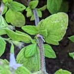 Clinopodium nepeta برگ