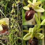 Ophrys sphegodes Lorea