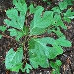 Sassafras albidum Leaf