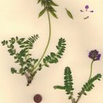 Oxytropis jacquinii Otro