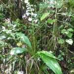 Calanthe sylvatica Costuma