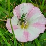 Convolvulus arvensisFlower