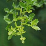 Zanthoxylum fagara Leaf