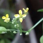 Camelina sativa Цветок