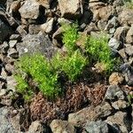 Asplenium cuneifolium Tervik taim