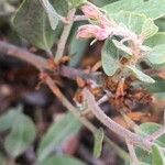 Arctostaphylos columbiana ᱵᱟᱦᱟ