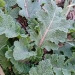 Salvia verbenaca Blatt