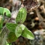 Stachys maritima Leaf