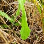 Nidorella aegyptiaca Leaf