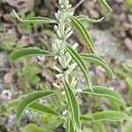 Enicostema axillare Flor