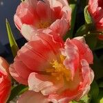 Tulipa agenensis Flower