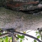 Rhamnus alaternus 树皮