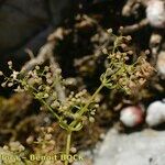 Galium obliquum Other