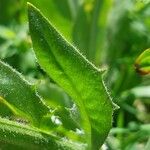 Crepis conyzifolia Folha