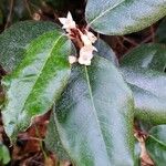 Elaeagnus macrophylla Fulla