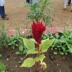 Celosia argenteaFlower