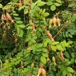 Rosa multibracteata Habit