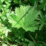 Geum pyrenaicum Blatt