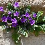 Campanula andrewsii Leaf